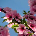 Ausflugstipp: Das Mandelblütenfest in Gimmeldingen in der Pfalz